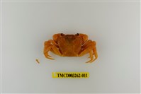 藏品(拉氏清溪蟹)的圖片